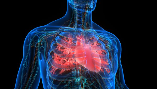 Kardiovaskulárny systém a potápanie 